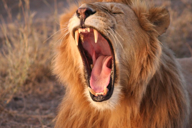 yawning-lion-5173895_640.jpg