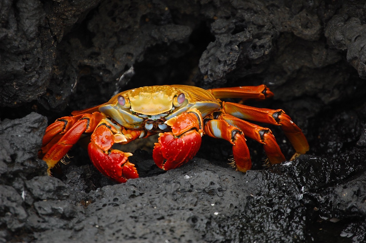 crab-63084_1280.jpg