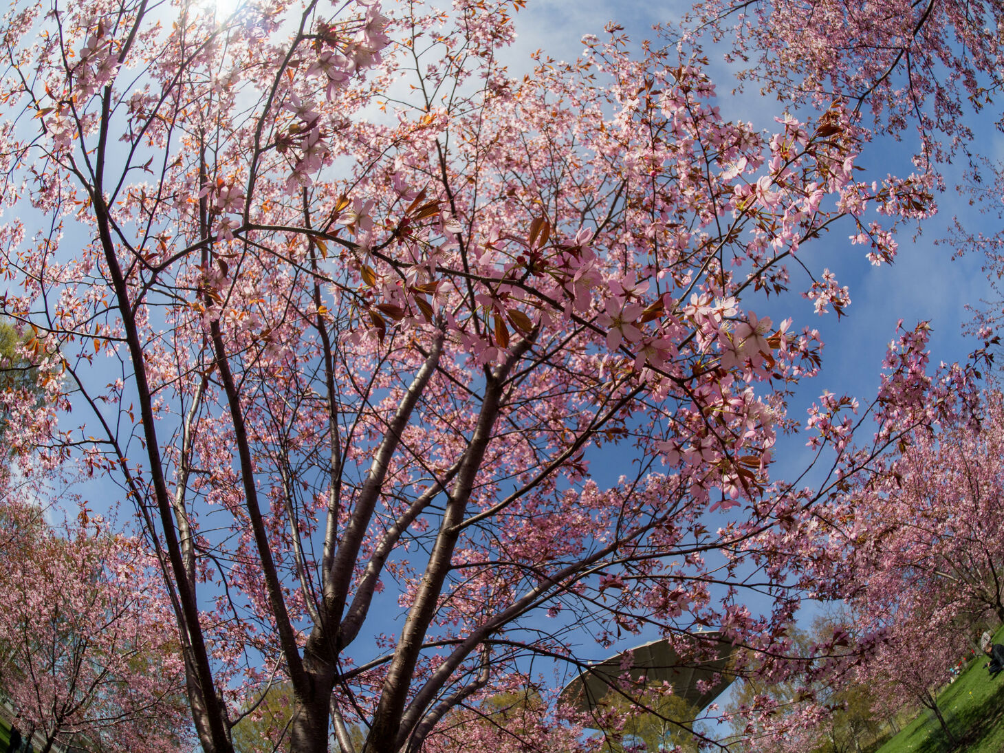 roihuvuoren kirsikkapuut.jpg